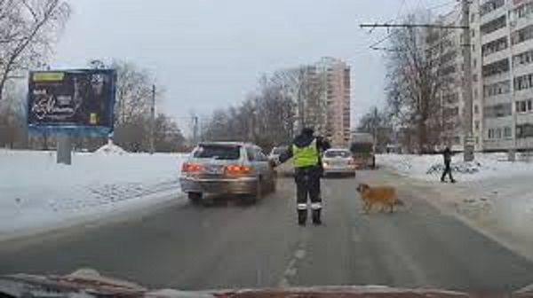 Click to enlarge Dog crossing street