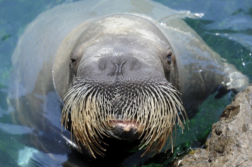 Click to enlarge walrus