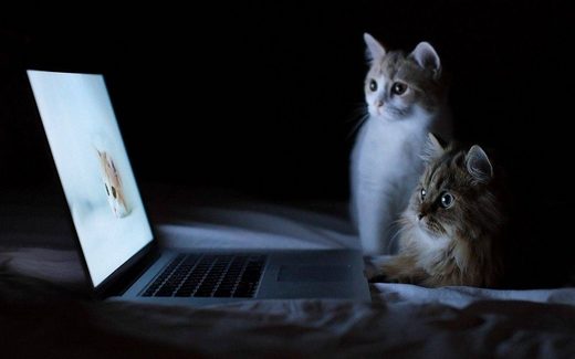 Click to enlarge Cats watching movie