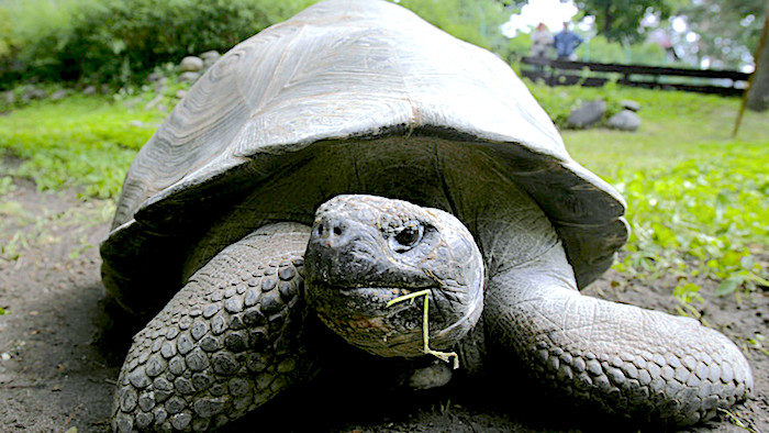 Click to enlarge giant tortoise