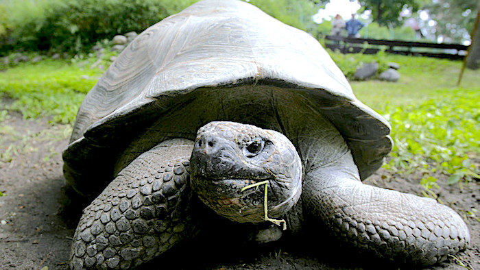 giant tortoise teddy