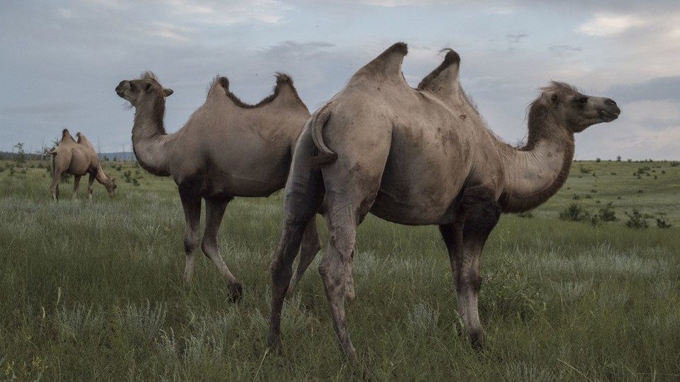 camels