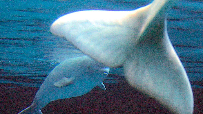 whale tale