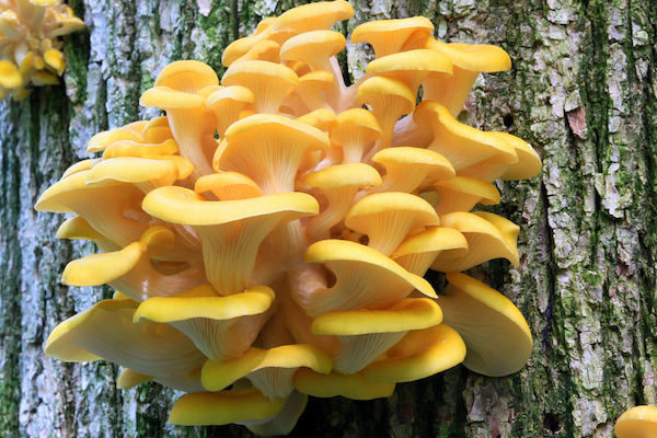 oyster mushrooms