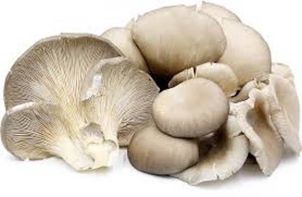 Oyster