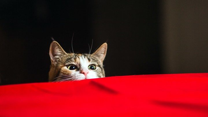 Click to enlarge Cute Cat