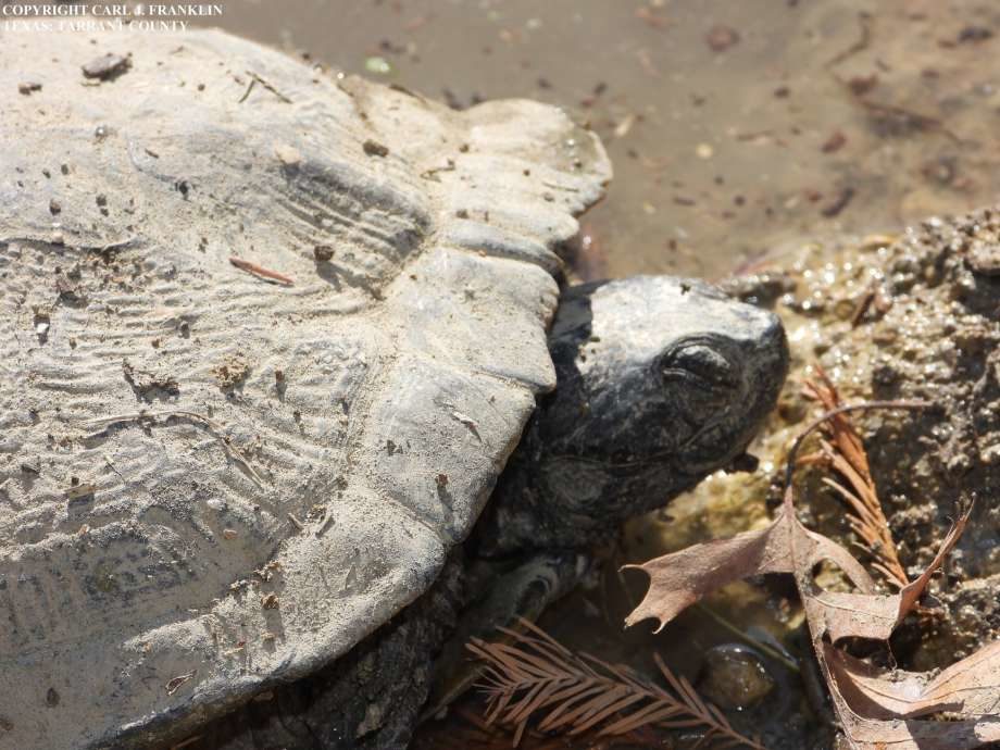 Click to enlarge The Texas Parks and Wildlife Department is investigating several occurrences of dead or dying turtles at locations around Texas. The department has documented about 60 deaths