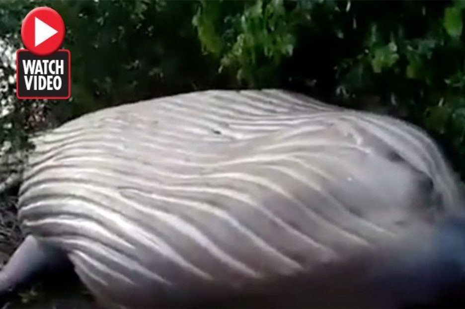 Click to enlarge dead whale