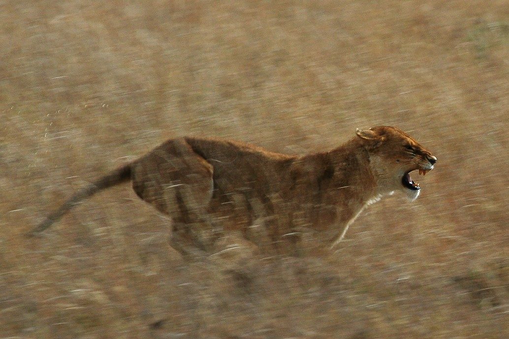 Click to enlarge lion