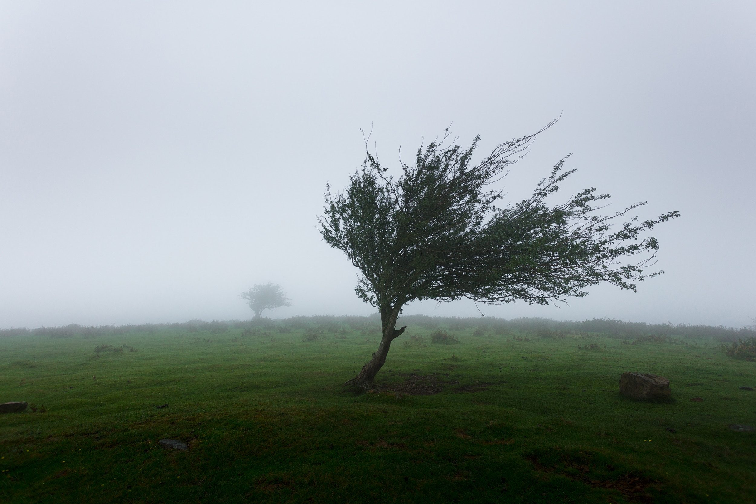 Click to enlarge tree in the wind