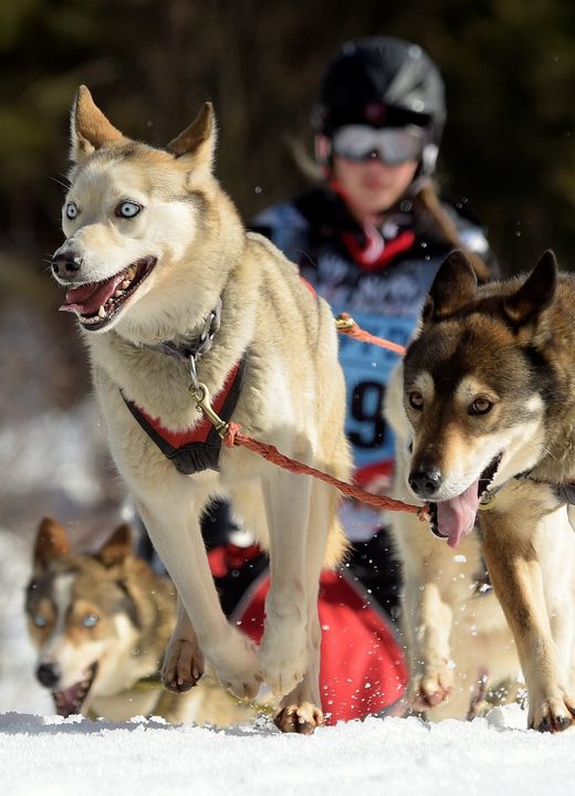 Click to enlarge sled dog