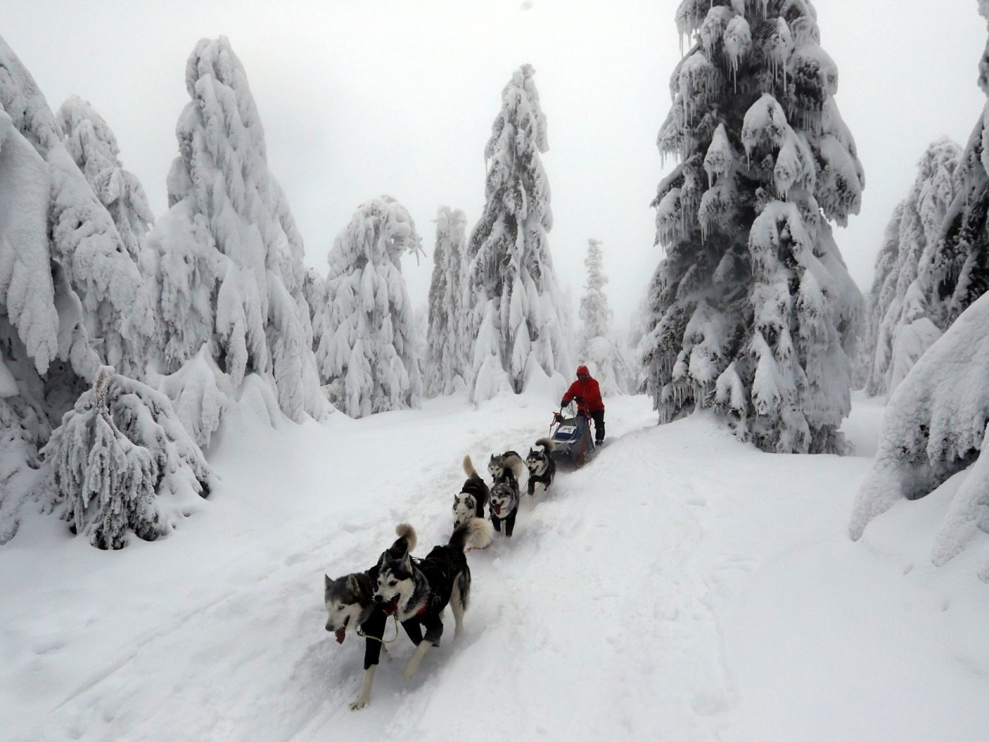 dog sled race