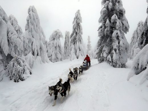 Click to enlarge dog sled race