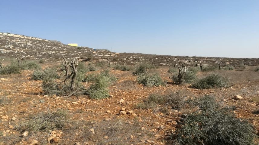 olive trees destroyed west bank