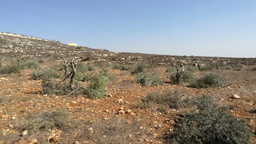 Click to enlarge olive trees destroyed west bank