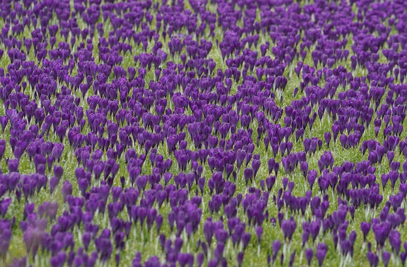 crocuses