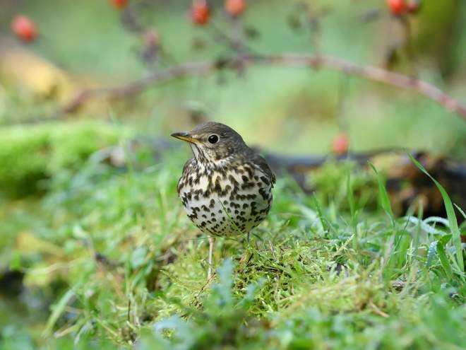 Song thrush numbers were found to have declined by more than 50 per cent between 1970 and 1995