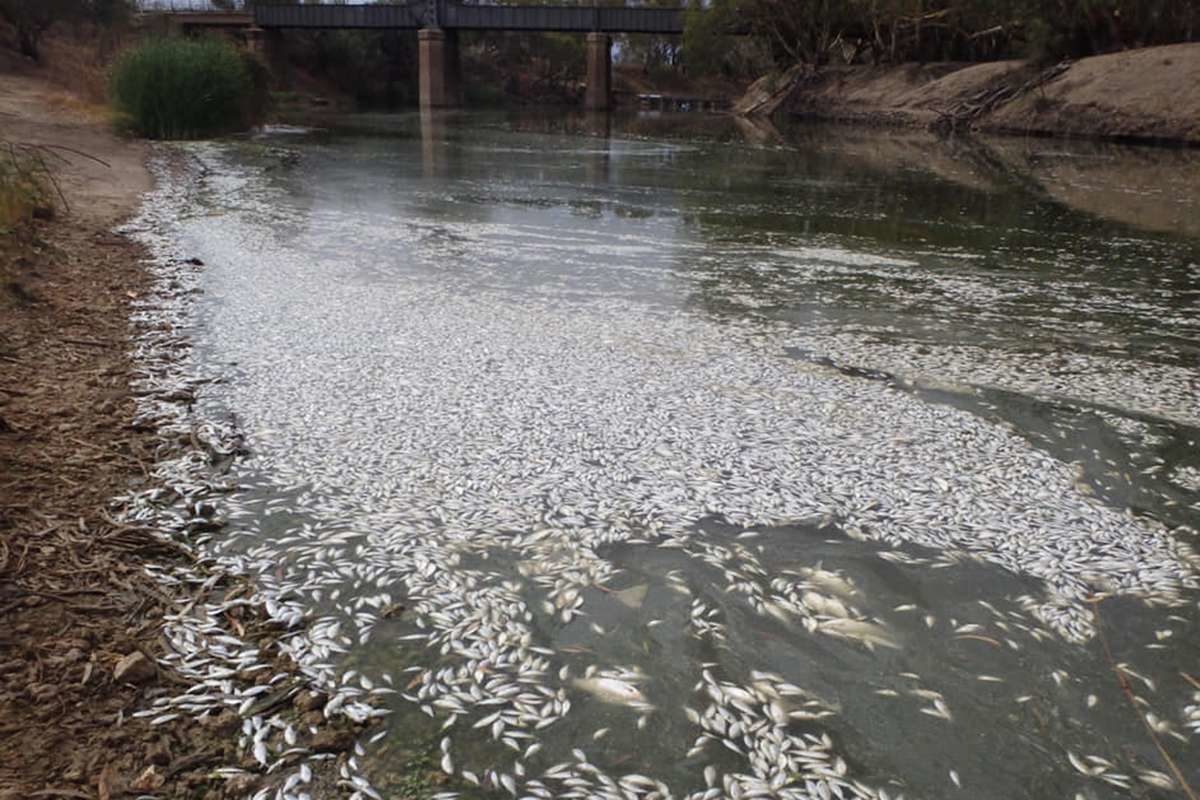 Australian fish are dying in their millions