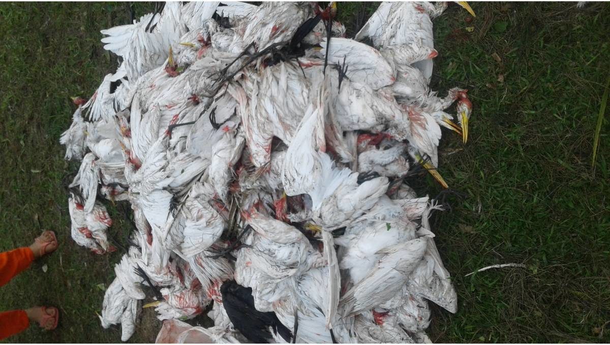 Click to enlarge Hailstorm kills several migratory birds