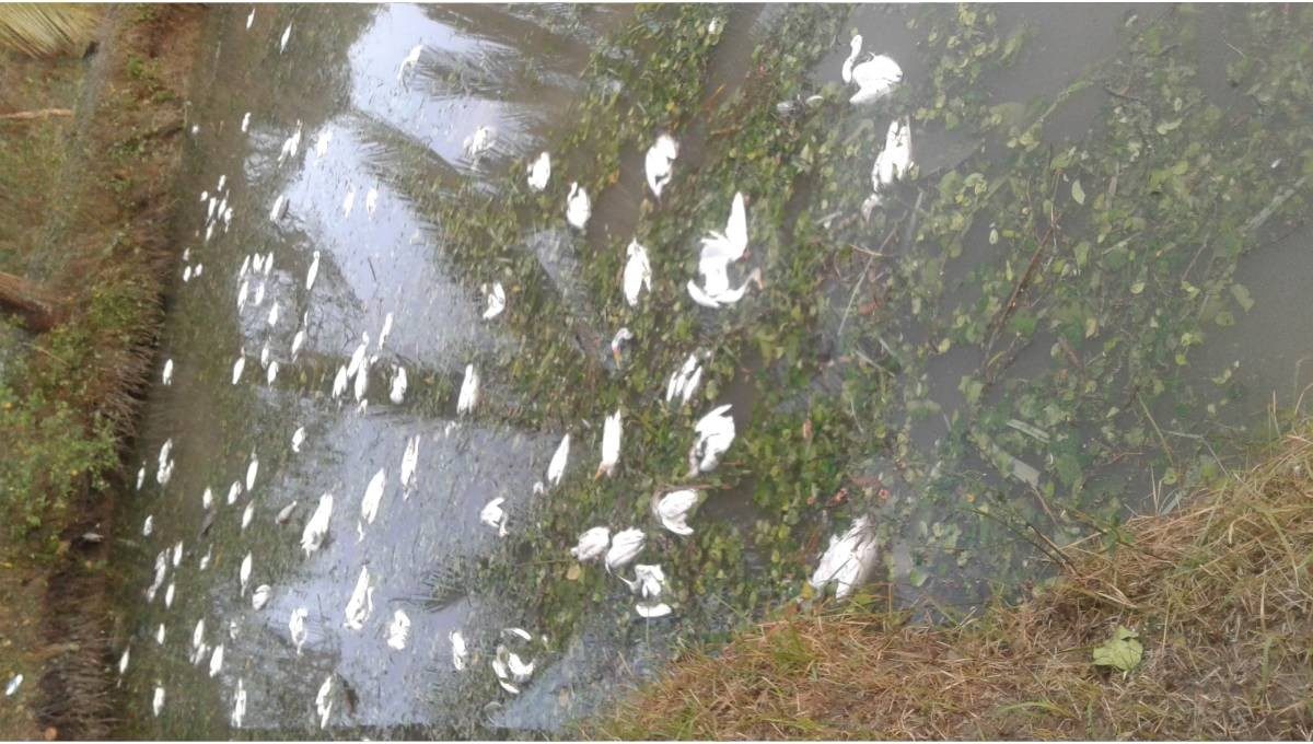 Click to enlarge The park authorities have gathered the dead birds and will bury those, said the Erfan Ahmed
