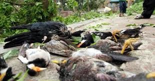 Click to enlarge DEAD BIRDS