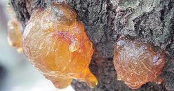tree resin