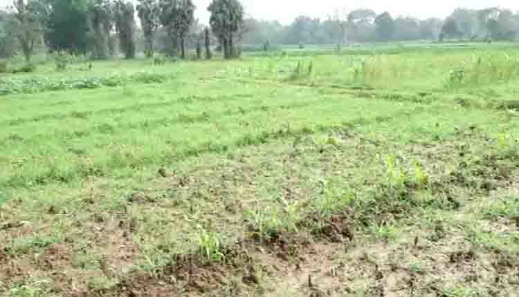 crop damage