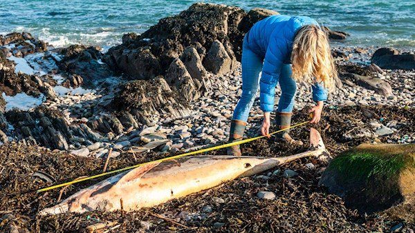 Schull, West Cork, Ireland. A dead dolphin was found on Schull beach with fishing line around its beak. Helen Tilson of Schull Sea Safari measured the animal, which was a mature adult and 2 metres long.