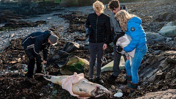 Schull, West Cork, Ireland. A dead dolphin was found on Schull beach with fishing line around its beak.