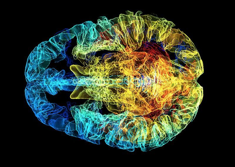 brain