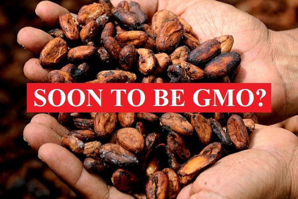 GMO cacao