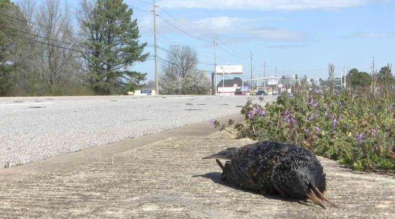 dead birds alabama 2019