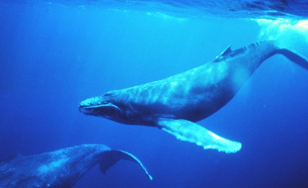 whale