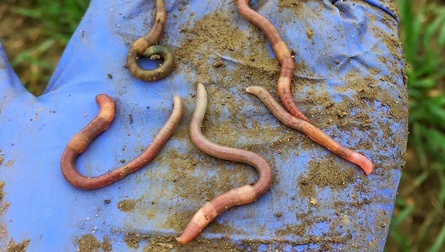 earth worms