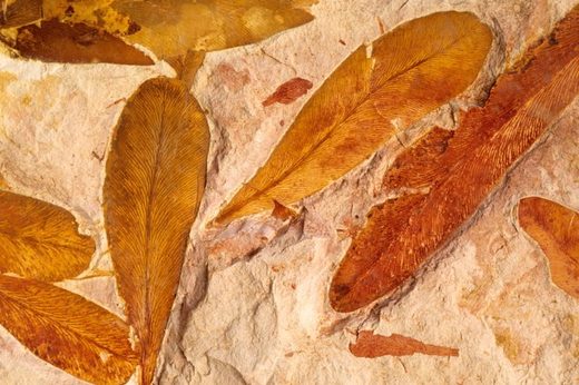 Fossilized leaves