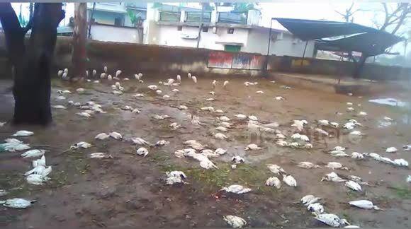 dead birs