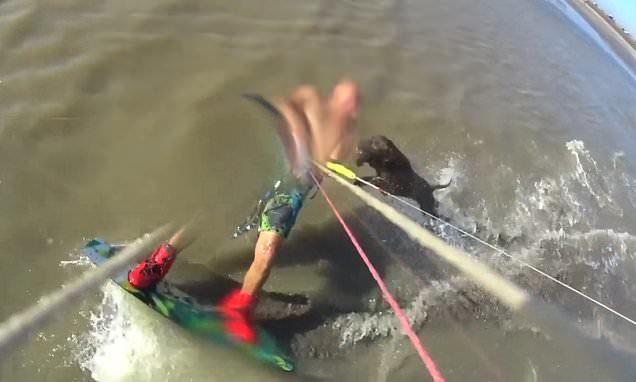 The vicious dog manages to catch up to Mr Cervino and sinks its teeth into his upper arm