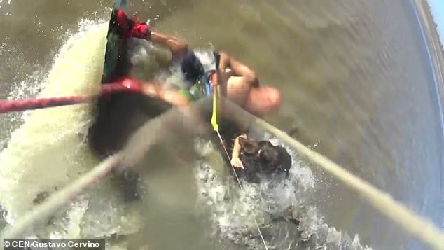 As the canine, which appears to be a pit bull, bites the kitesufer's arm he falls into the water