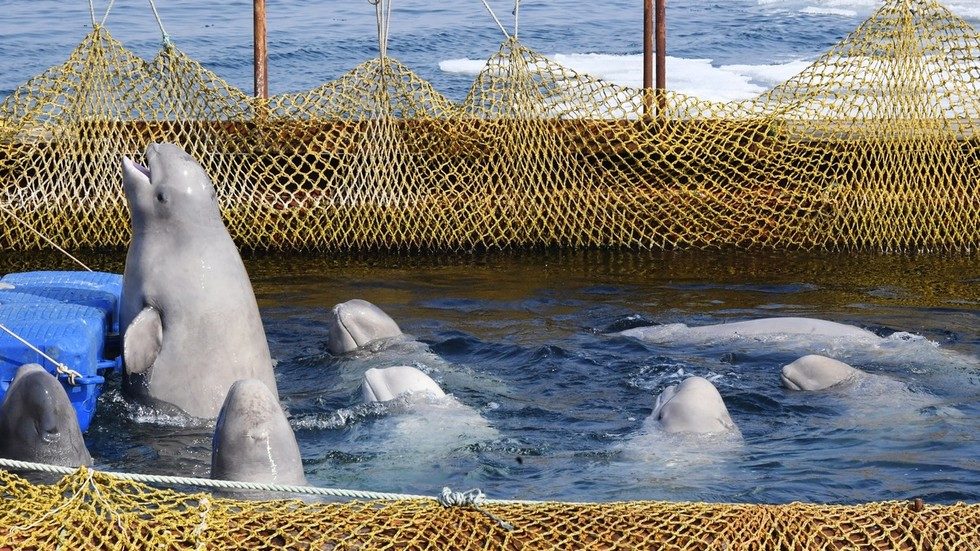Click to enlarge Belugas and orcas