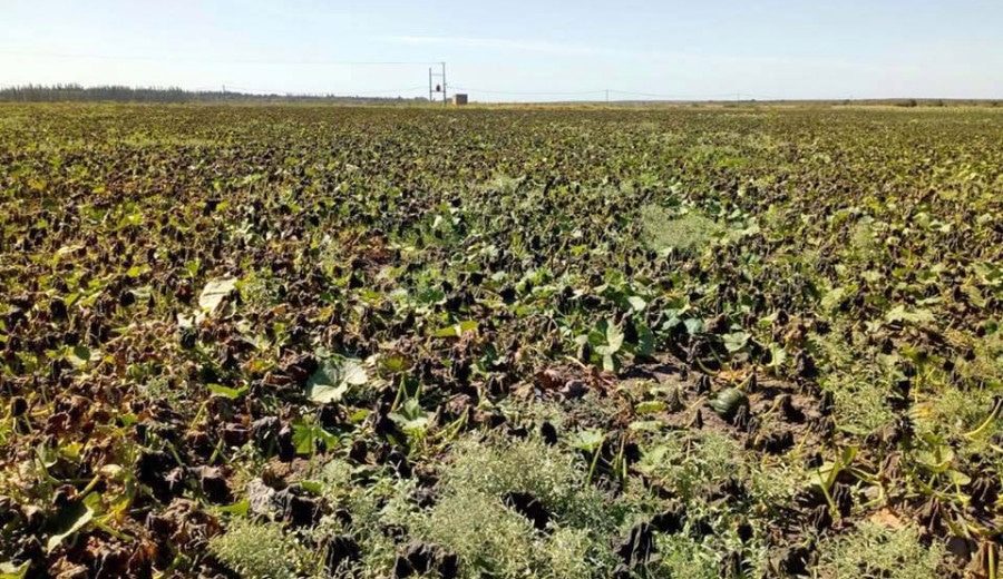 Click to enlarge An unusual frost hit Rio Colorado, Argentina last week at the height of the summer