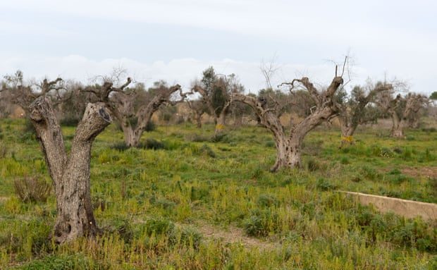 Click to enlarge Olive trees in Italy infected by the xylella fastidiosa bacterium