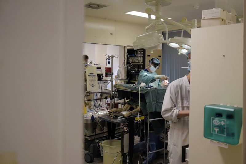 Sheep Surgery