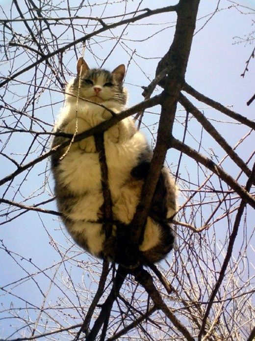 Click to enlarge Cats do fly