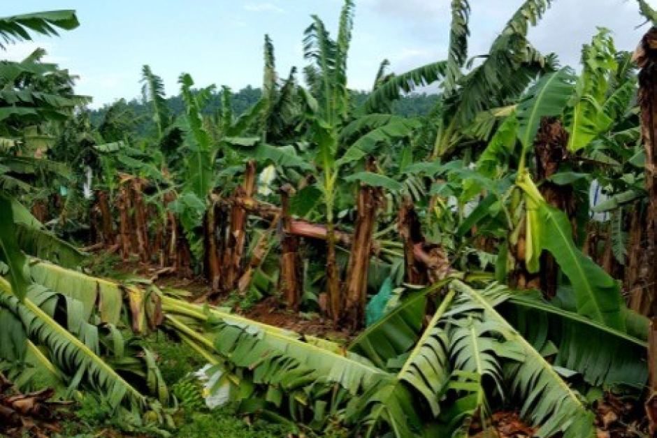 bananas