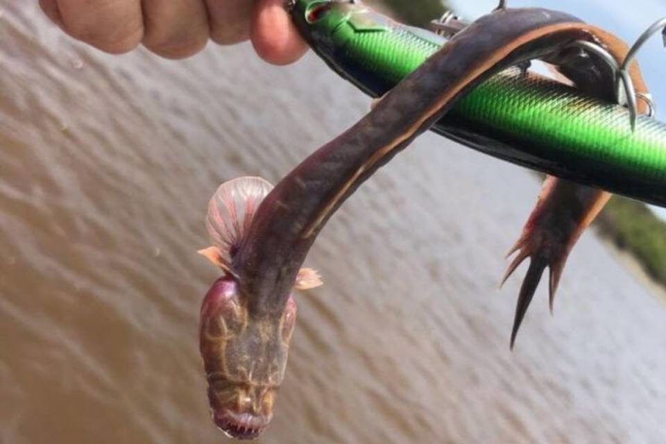 Australian fish worm goby