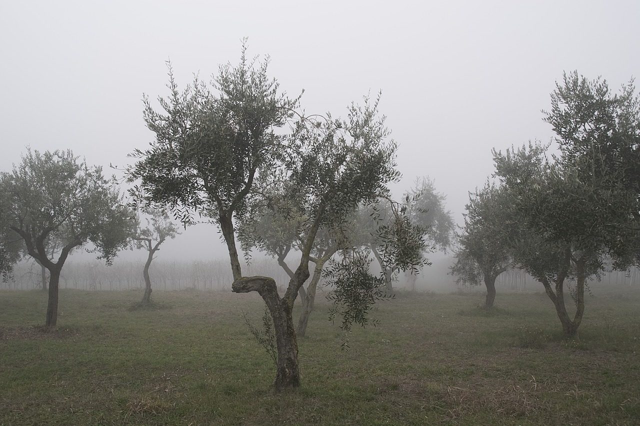 olives