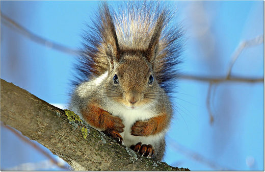 Click to enlarge Sasha the squirrel
