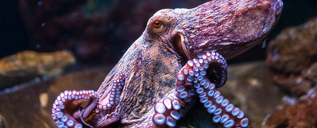 Click to enlarge octopus