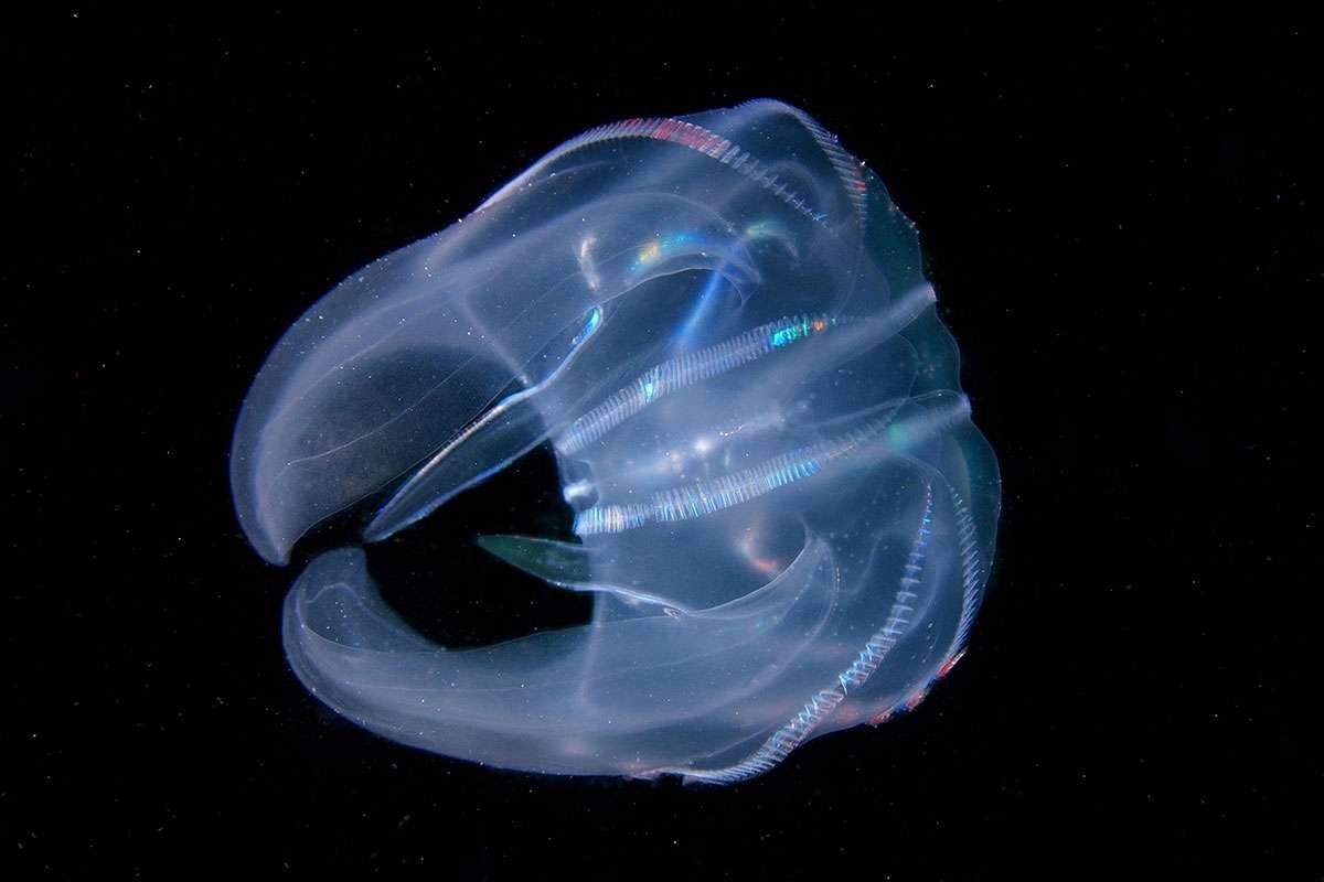 warty comb jelly