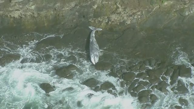 Beached whale found on San Pedro